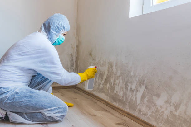 Licensed Mold Inspection service in Monmouth Junction, NJ - WQB Mold Removal